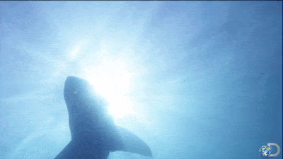 大白鲨游泳鲨鱼周